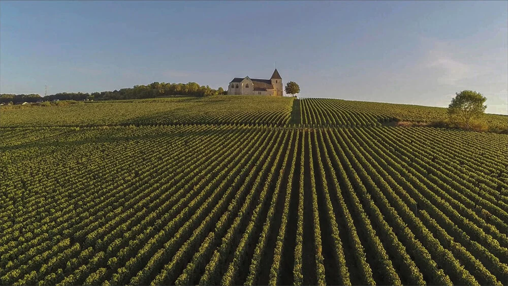 Vaste vignoble en terrasses s'étendant à perte de vue avec un bâtiment de domaine viticole en arrière-plan sous un ciel dégagé.