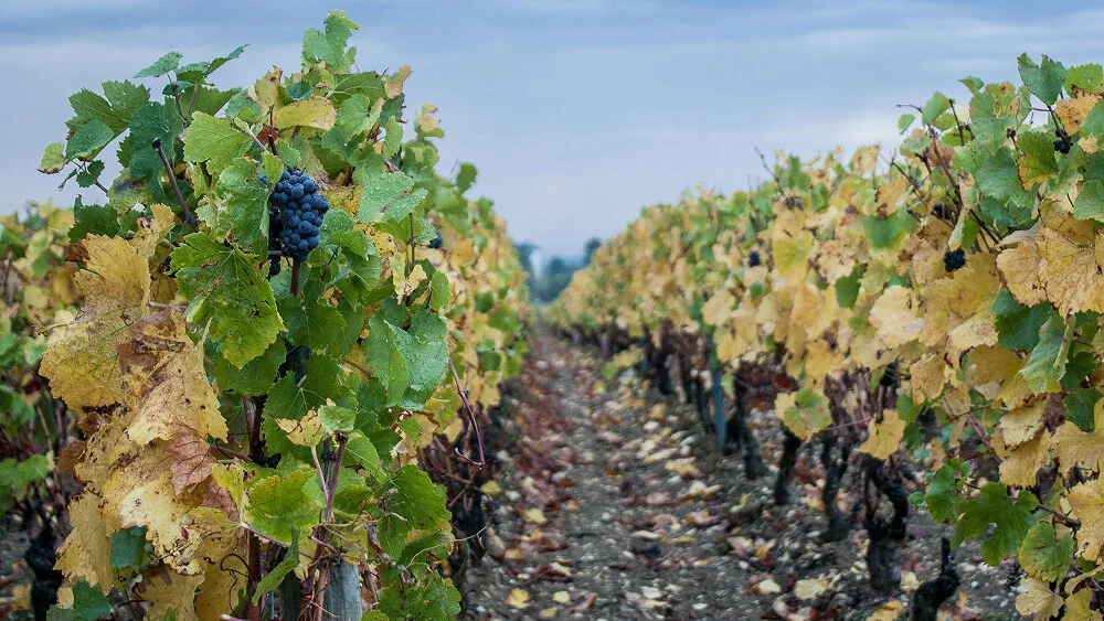 Rangées de vignes avec des grappes de raisin mûres et des feuilles vertes et jaunies, dans un vignoble en Bourgogne.